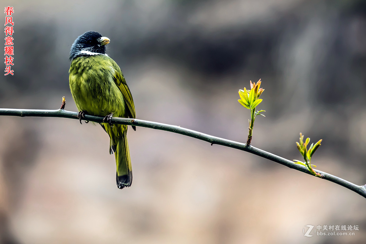 #佳能月赛-与佳能一起去踏青#+龙潭大峡谷寻春（2）