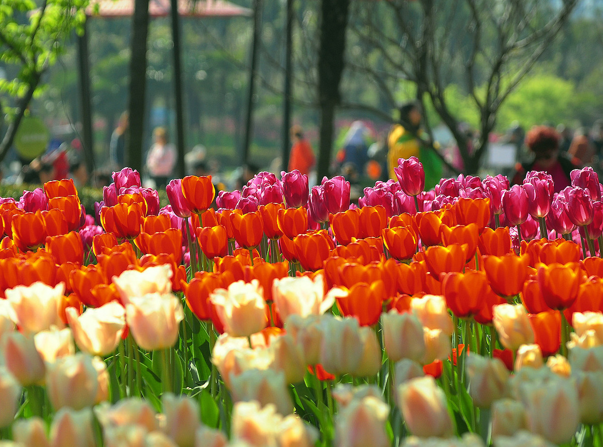 上海大宁公园郁金香花展和老年摄影爱好者们