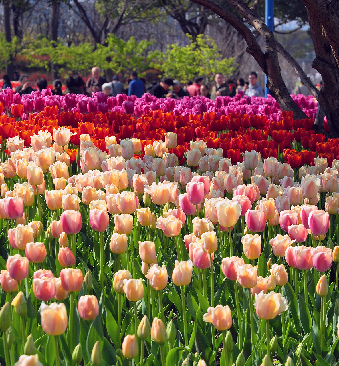 上海大宁公园郁金香花展和老年摄影爱好者们