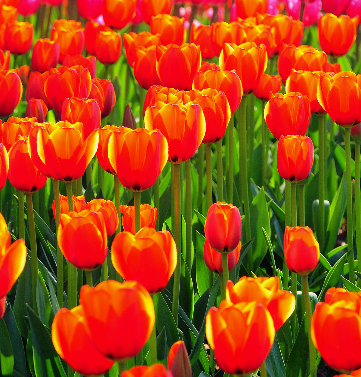 上海大宁公园郁金香花展和老年摄影爱好者们