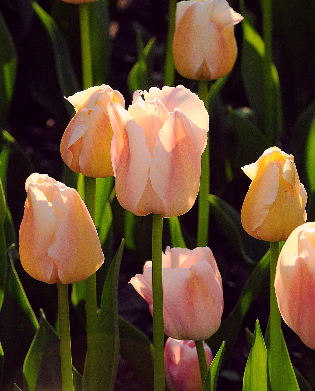 上海大宁公园郁金香花展和老年摄影爱好者们