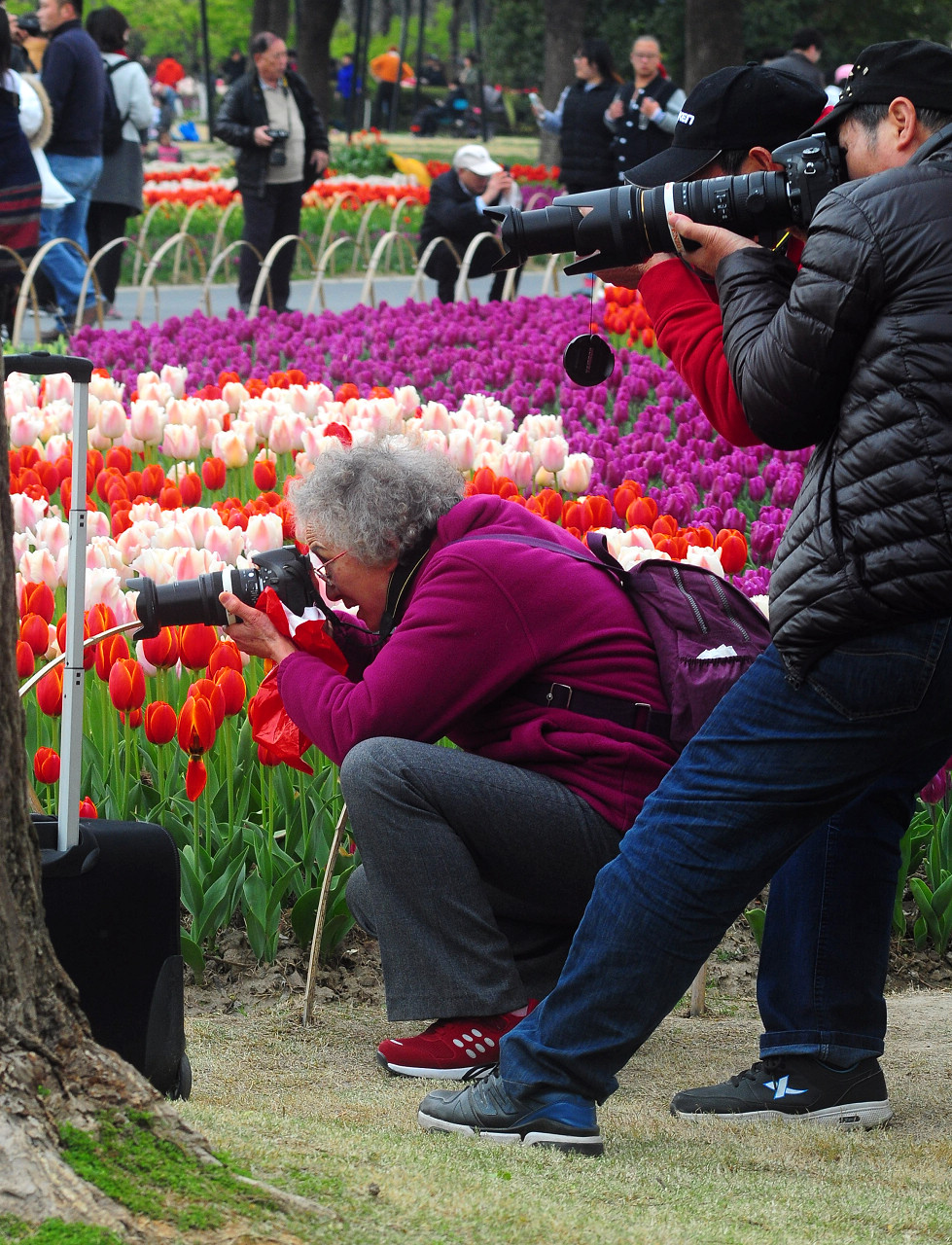 上海大宁公园郁金香花展和老年摄影爱好者们
