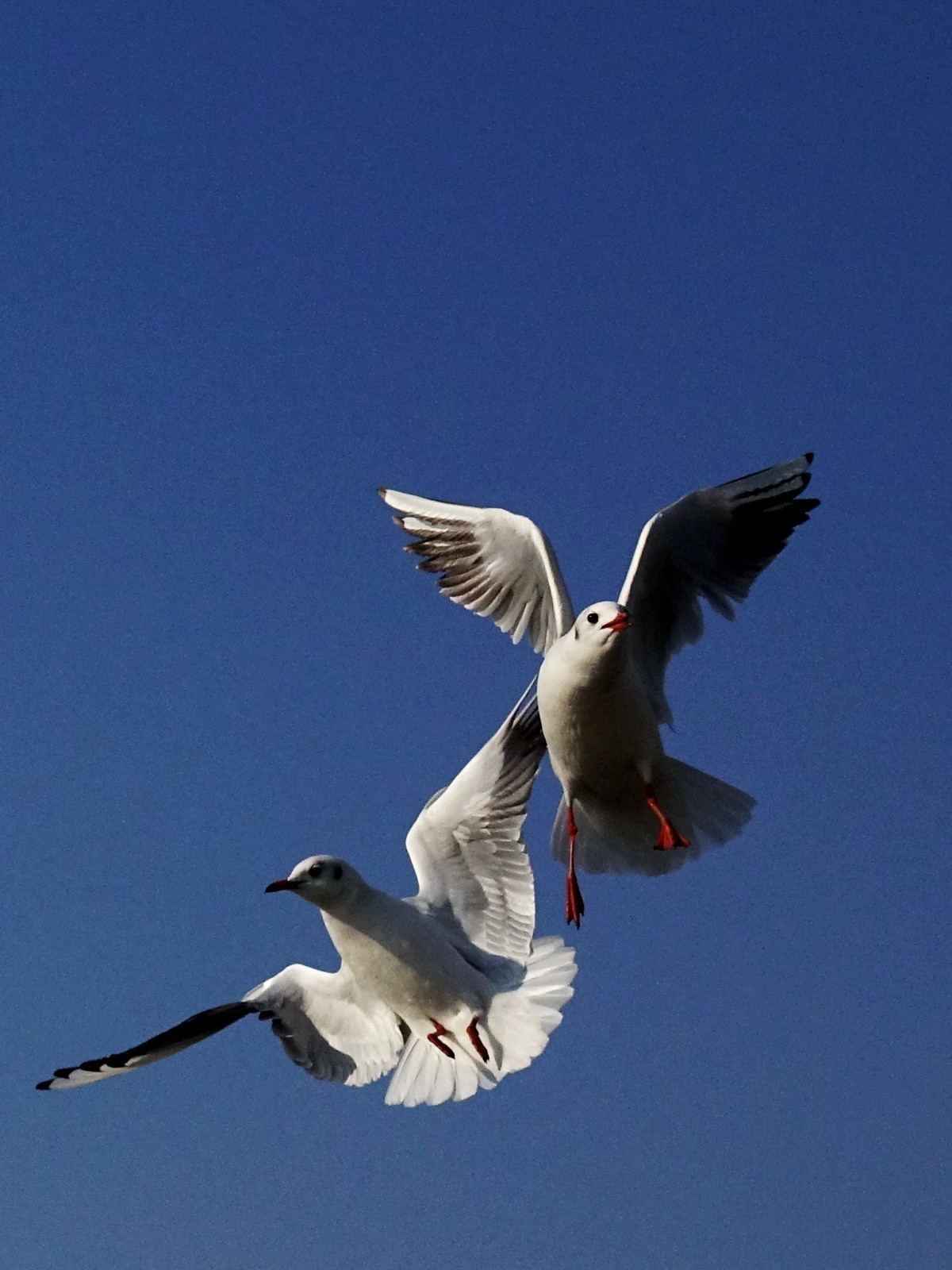 天津刘庄桥海鸥