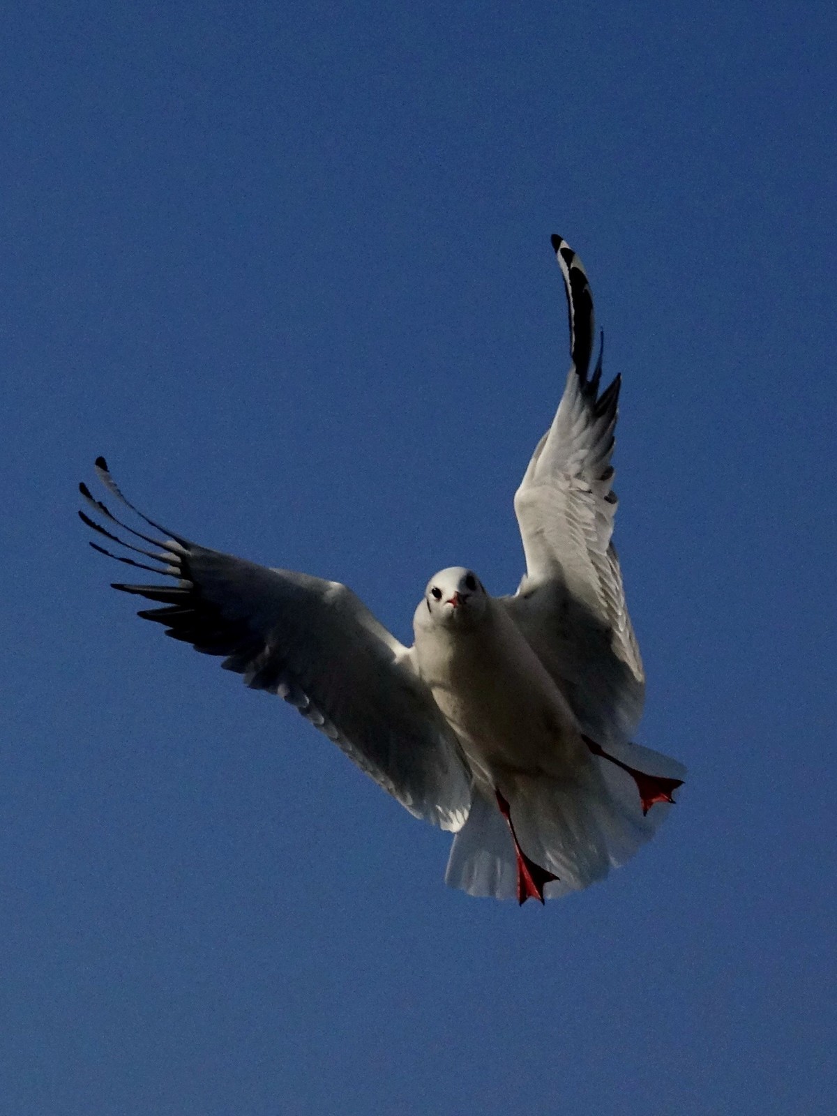 天津刘庄桥海鸥