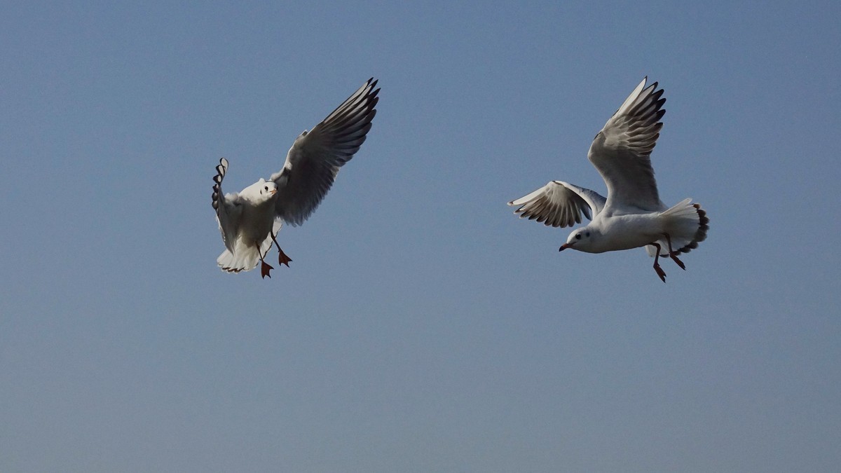 天津刘庄桥海鸥