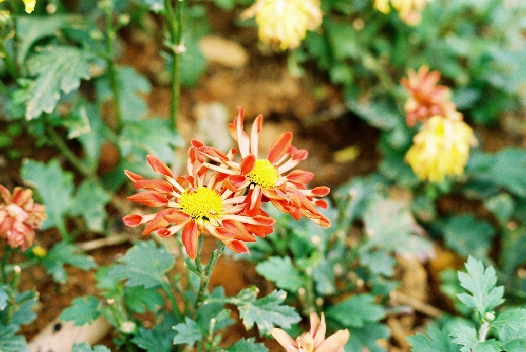 八十年代的宾得胶片机试片