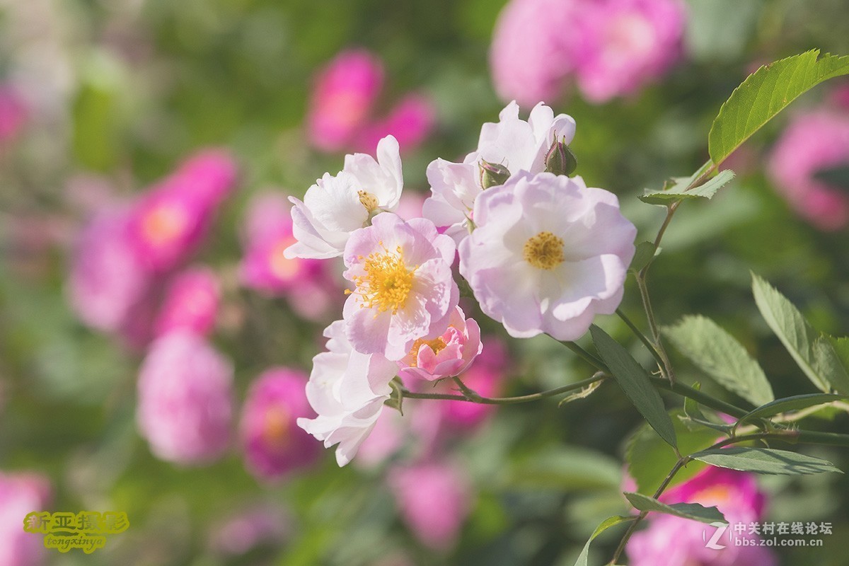 #佳能EOS M100-小清新# --初夏的蔷薇花--