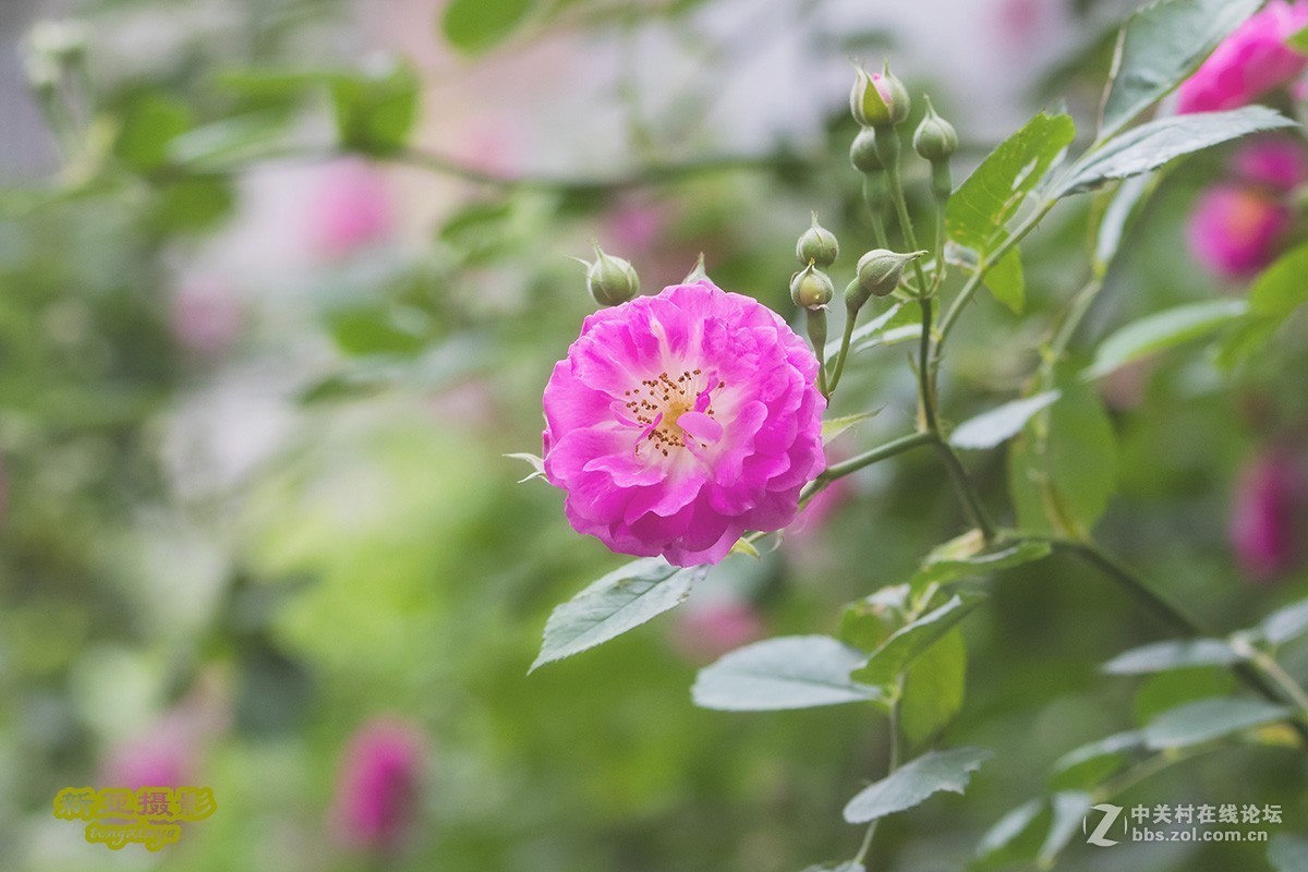 #佳能EOS M100-小清新# --初夏的蔷薇花--