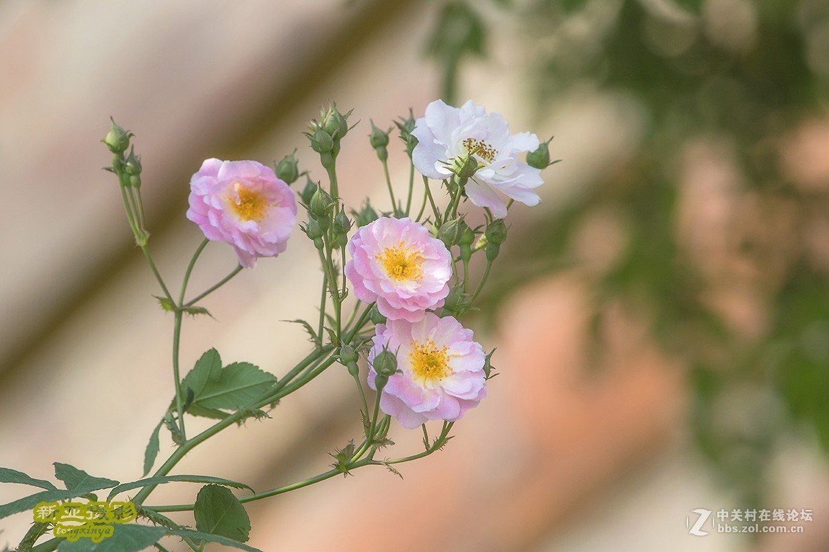 #佳能EOS M100-小清新# --初夏的蔷薇花--