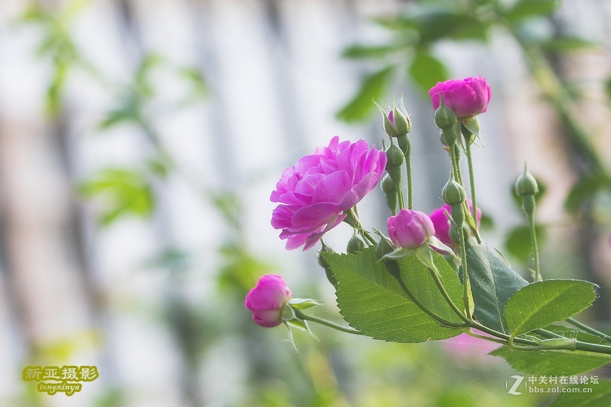 #佳能EOS M100-小清新# --初夏的蔷薇花--