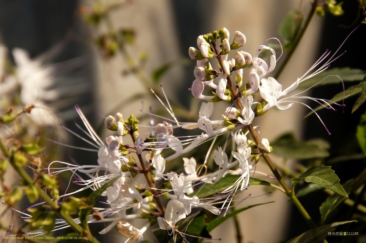 肾茶花  (中草药)