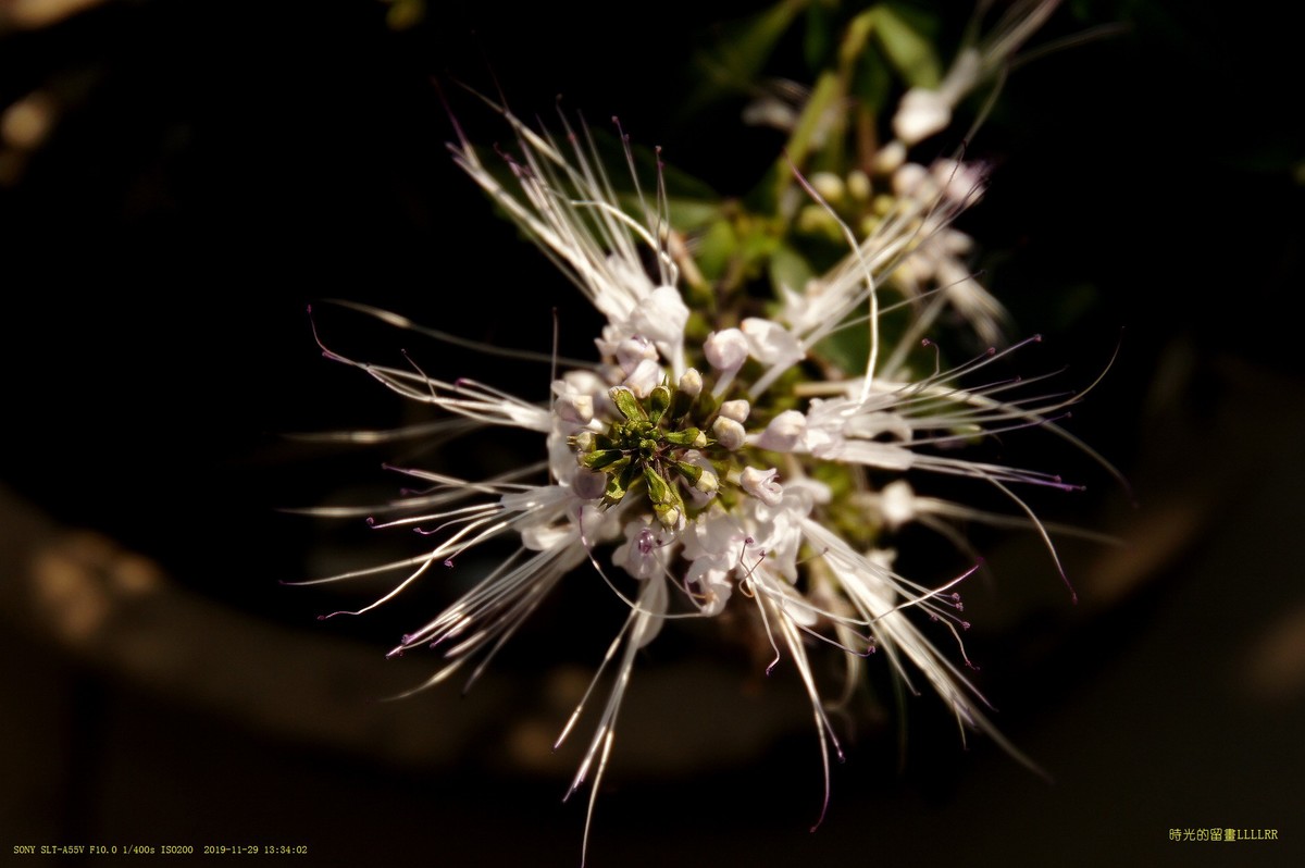 肾茶花  (中草药)