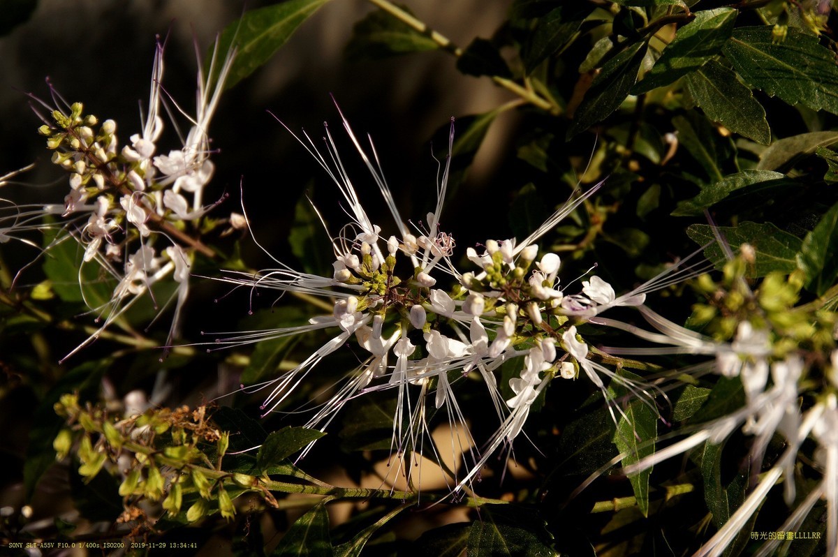 肾茶花  (中草药)