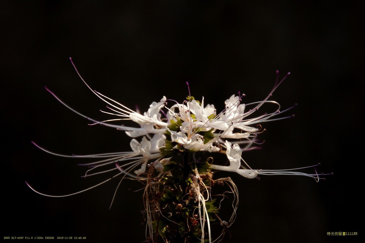 肾茶花  (中草药)