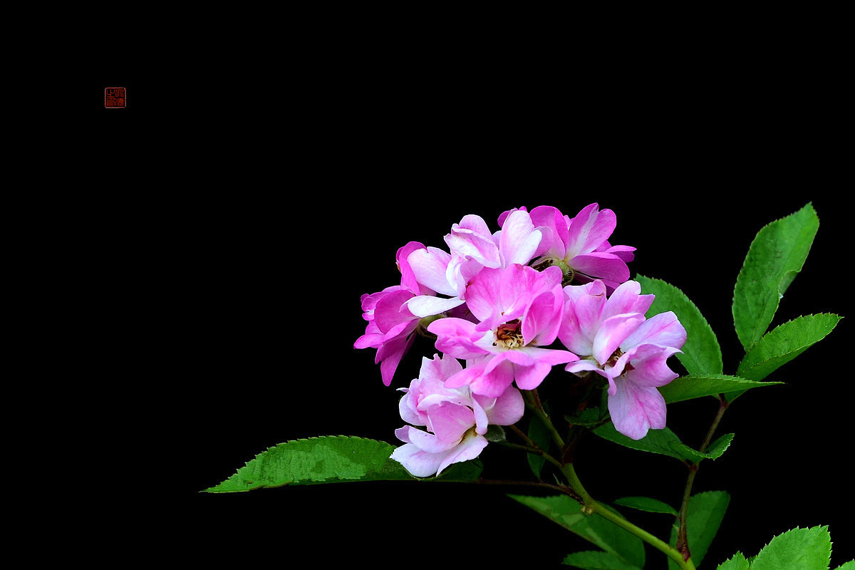 #版主坐堂# 牡丹江星空(中国)（8月份）精华精选