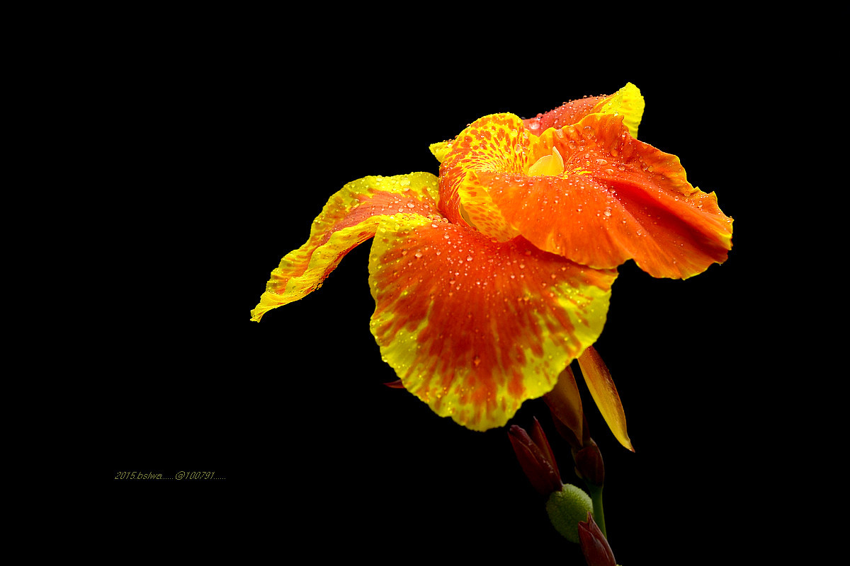 #版主坐堂# 牡丹江星空(中国)（8月份）精华精选