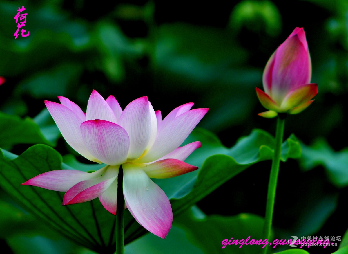 尼康荷花摄影，