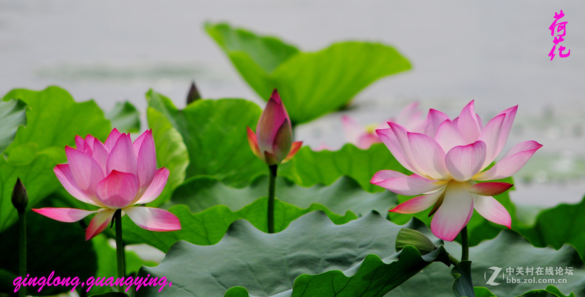 尼康荷花摄影，