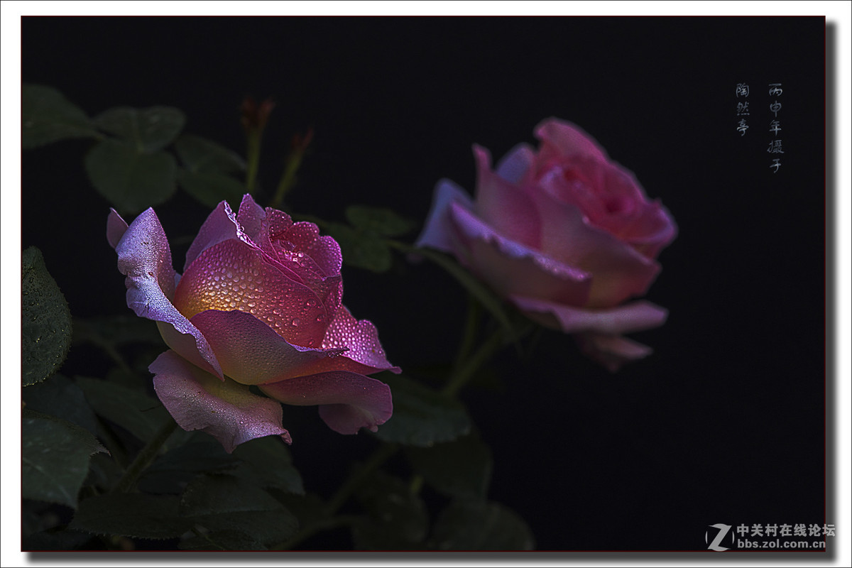 一组月季花