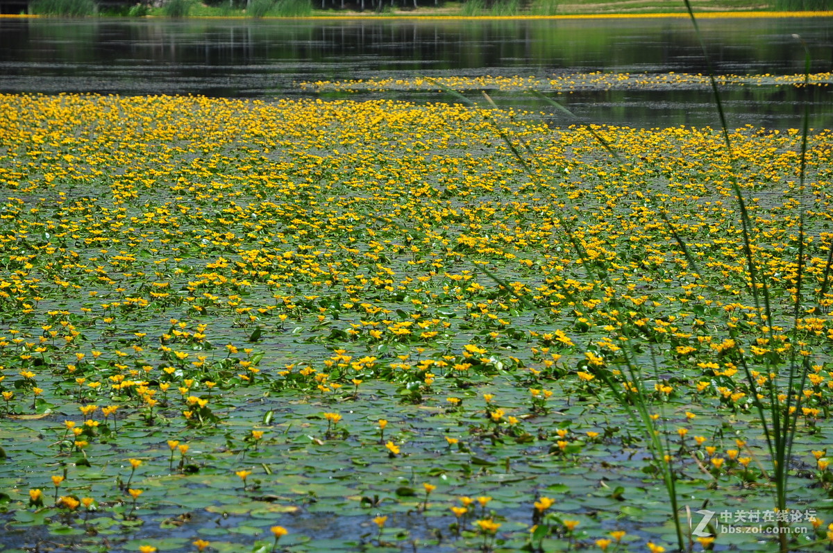 黄花湖--琵琶湖