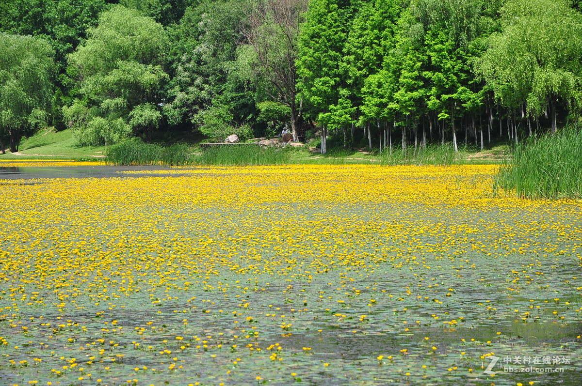 黄花湖--琵琶湖
