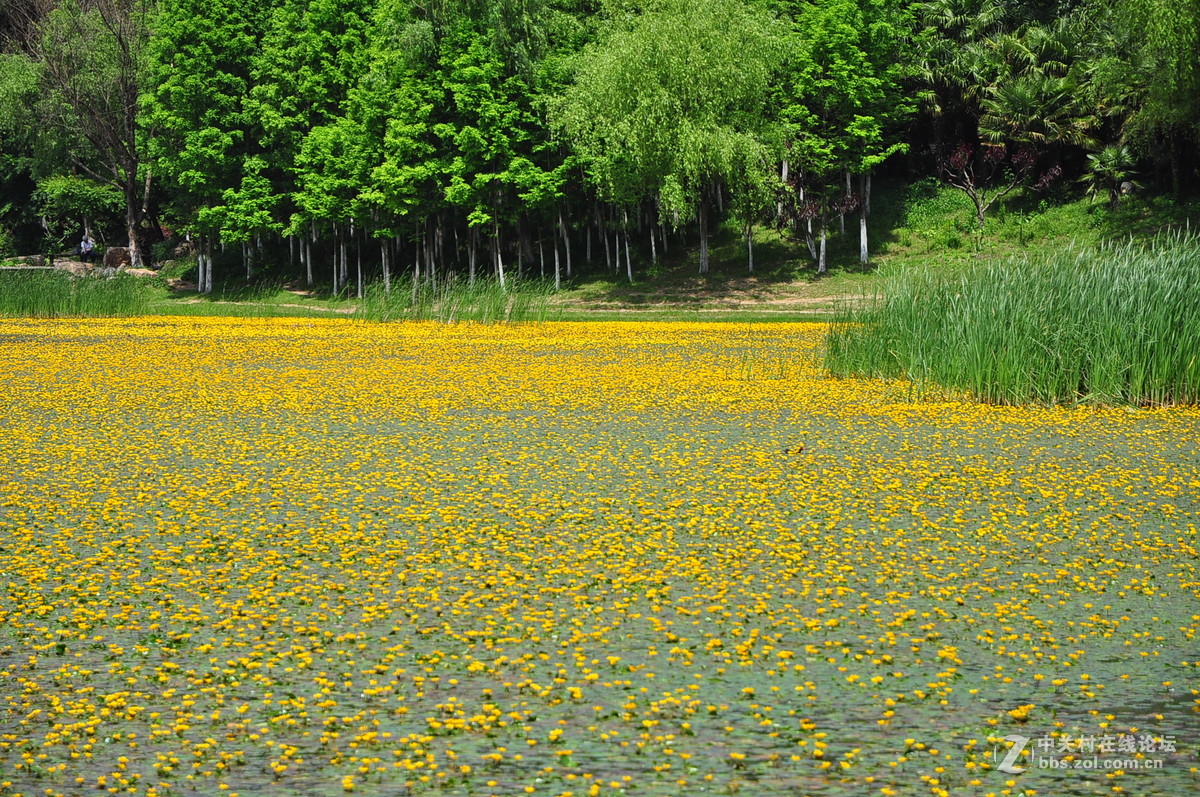 黄花湖--琵琶湖