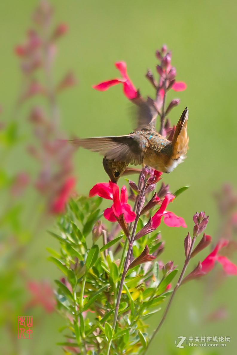 蜂鸟图.       774
