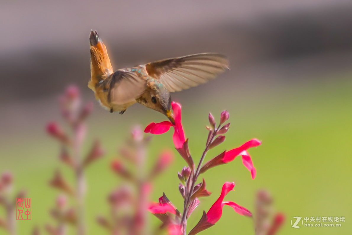 蜂鸟图.       774