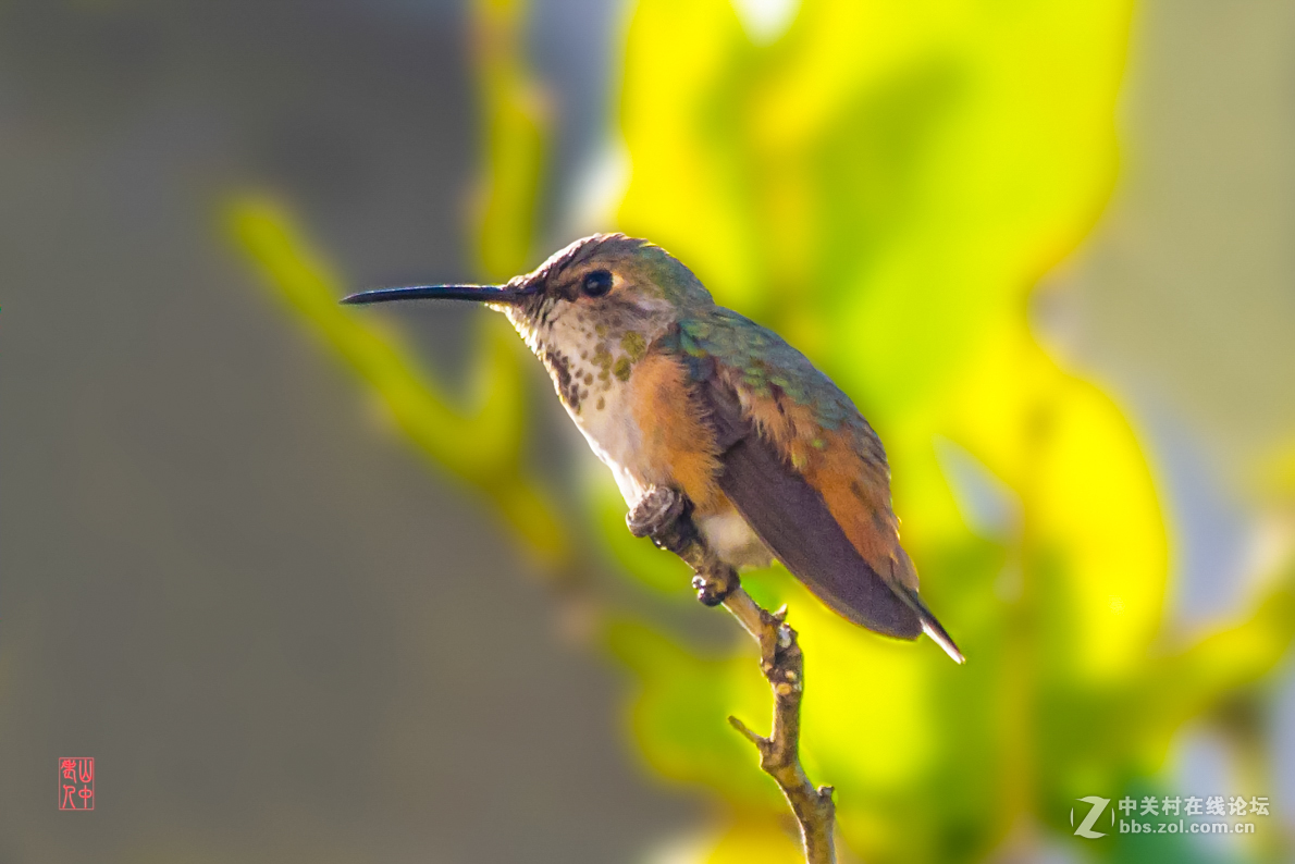 蜂鸟图.       774