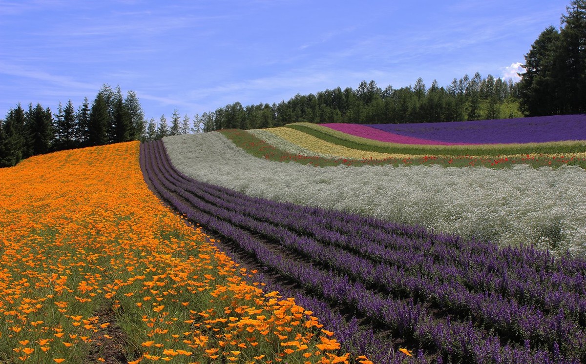 日本  北海道风光