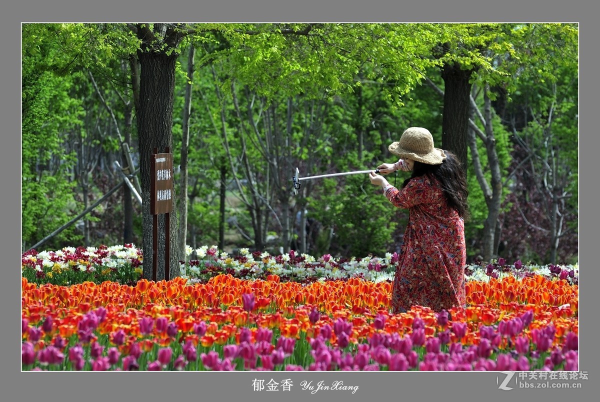 【视觉光影】郁金香（7）