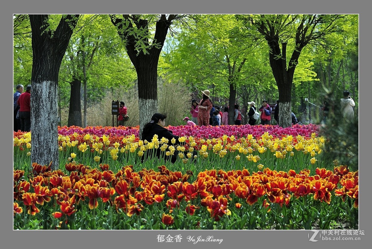 【视觉光影】郁金香（7）