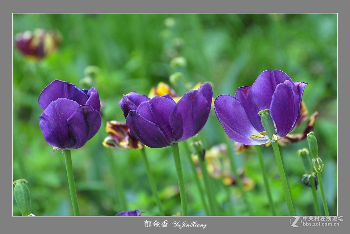 【视觉光影】郁金香（7）