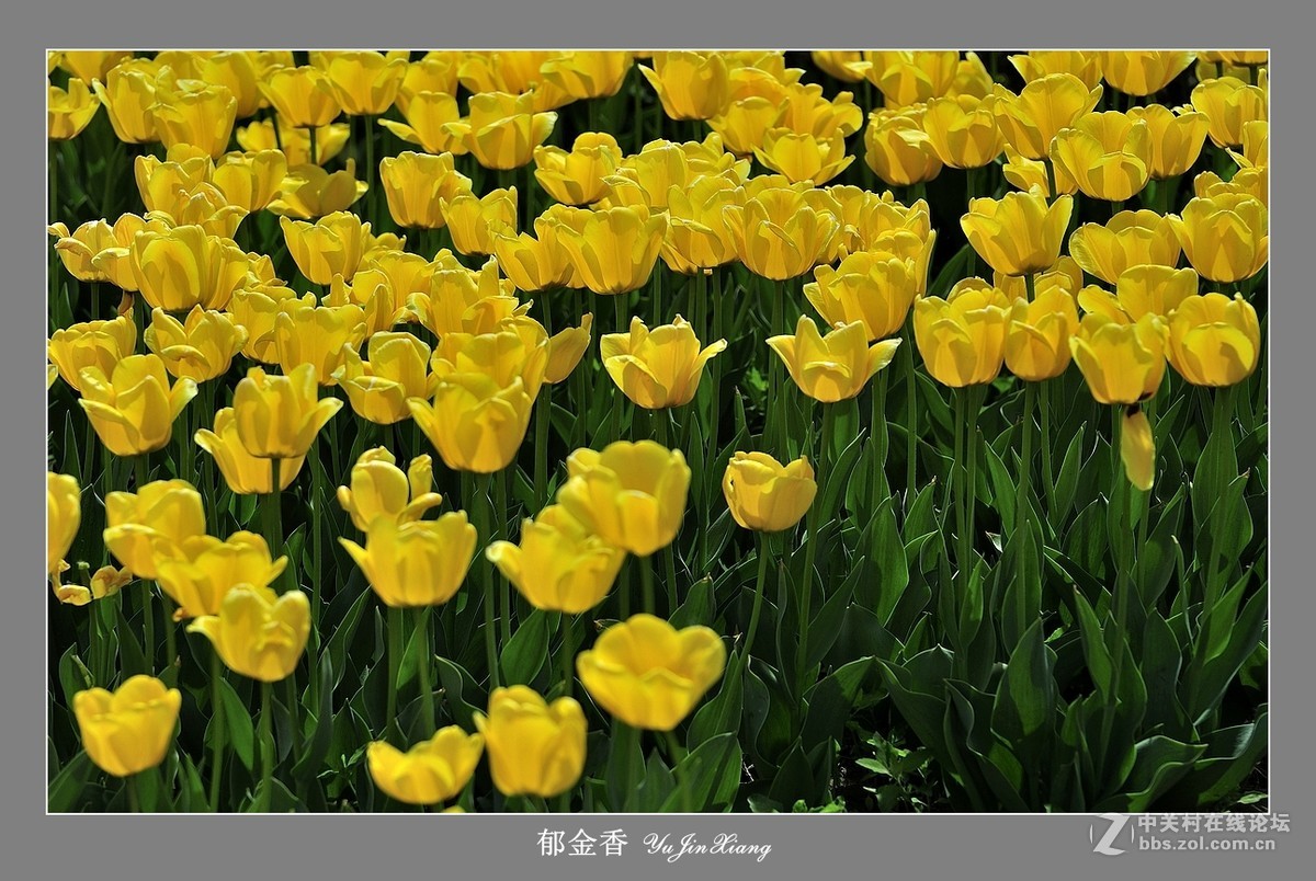 【视觉光影】郁金香（7）