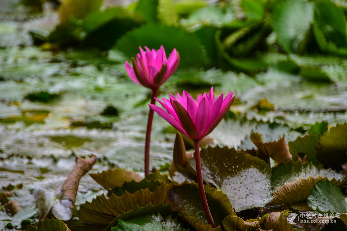 巴厘岛人文记录贴——全程D5500+DX 18-200mm VR II。