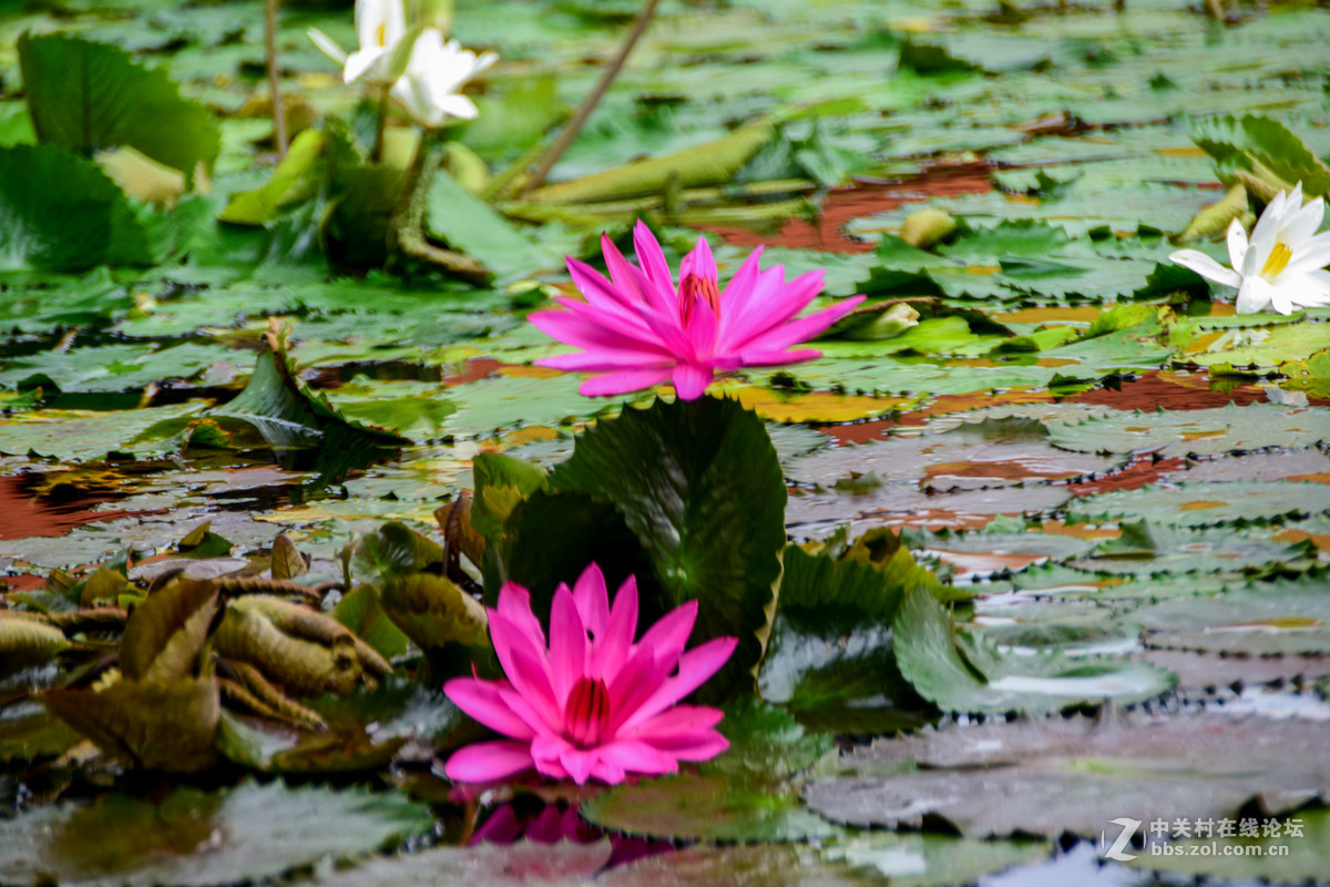 巴厘岛人文记录贴——全程D5500+DX 18-200mm VR II。