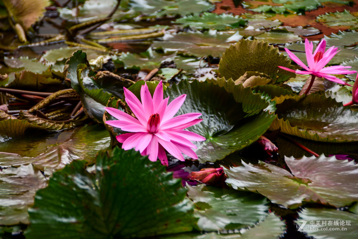 巴厘岛人文记录贴——全程D5500+DX 18-200mm VR II。