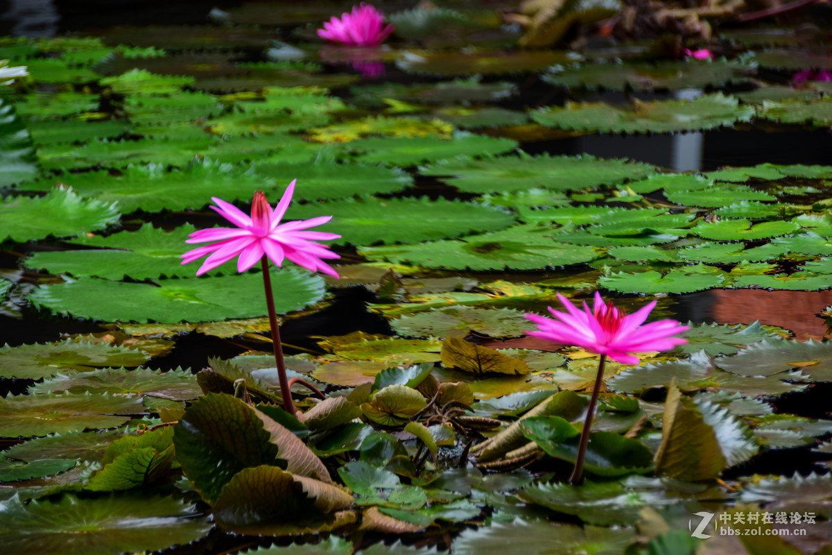 巴厘岛人文记录贴——全程D5500+DX 18-200mm VR II。