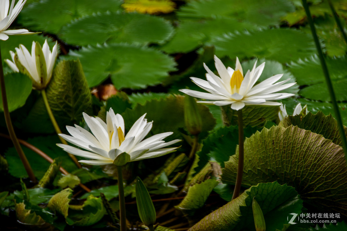 巴厘岛人文记录贴——全程D5500+DX 18-200mm VR II。