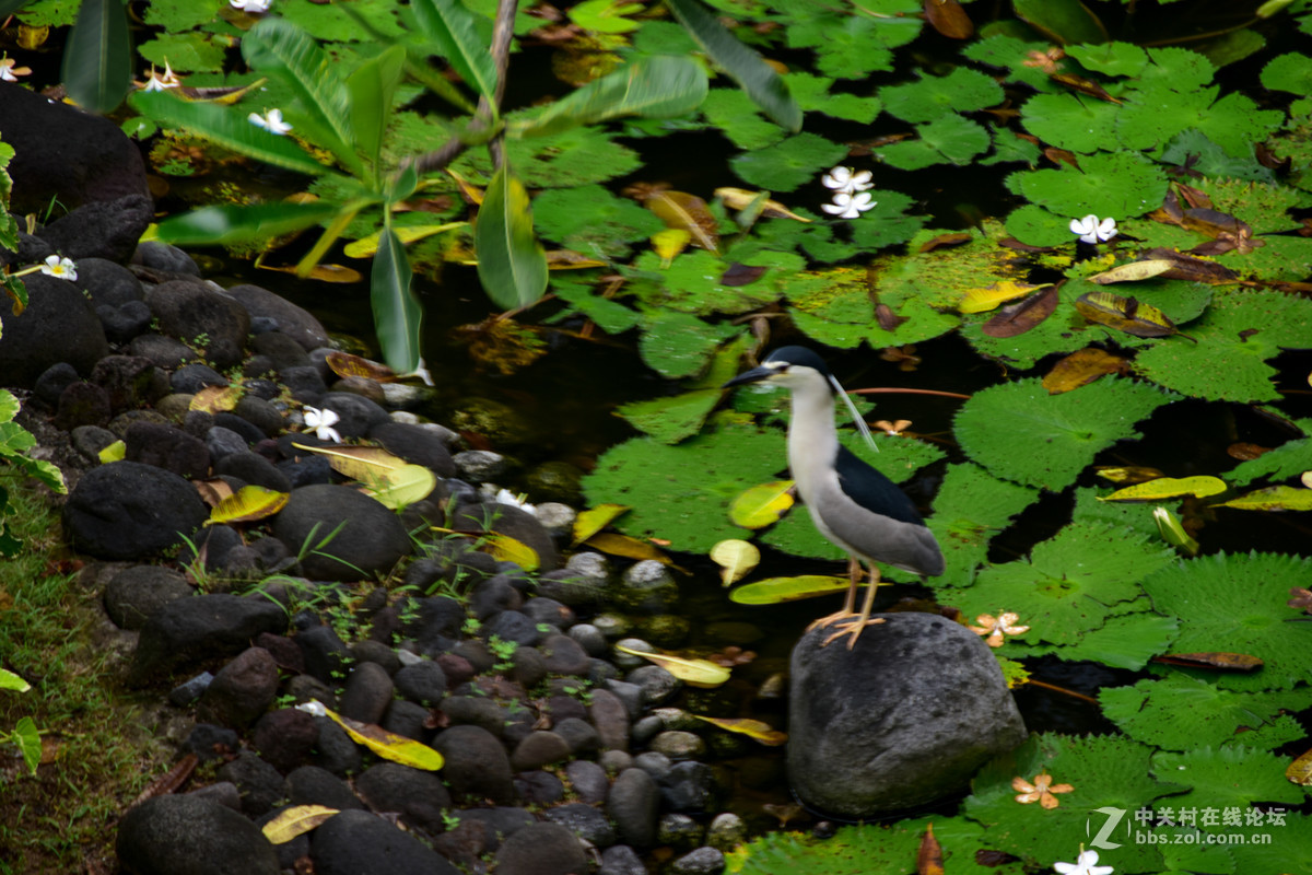 巴厘岛人文记录贴——全程D5500+DX 18-200mm VR II。