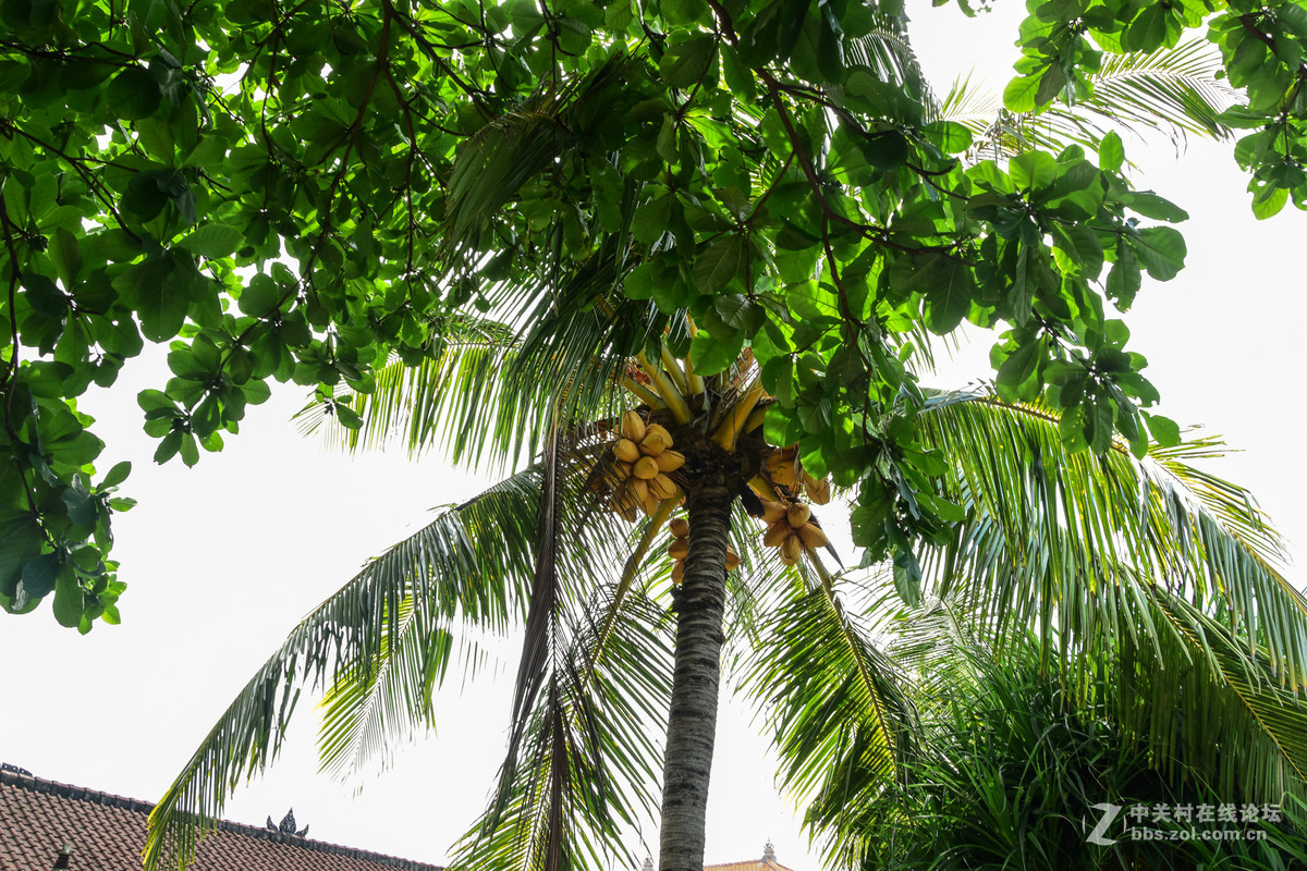 巴厘岛人文记录贴——全程D5500+DX 18-200mm VR II。