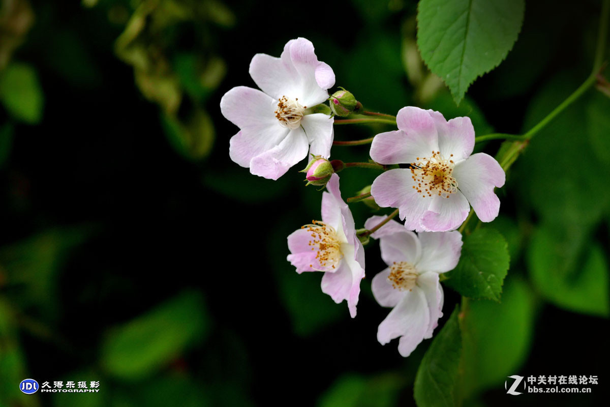 #版主坐堂#腾龙15-30星空(中国)2017年4月精品荟萃