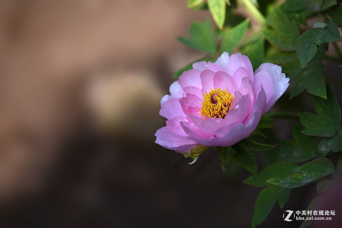 #版主坐堂#腾龙15-30星空(中国)2017年4月精品荟萃