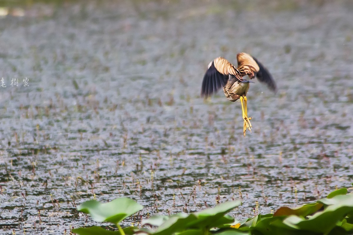 黄苇鹣（动版）