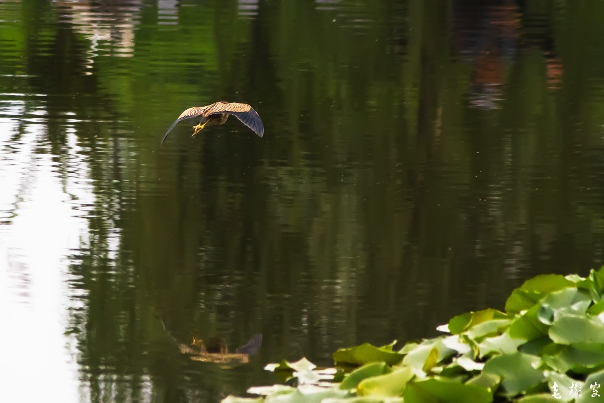 黄苇鹣（动版）
