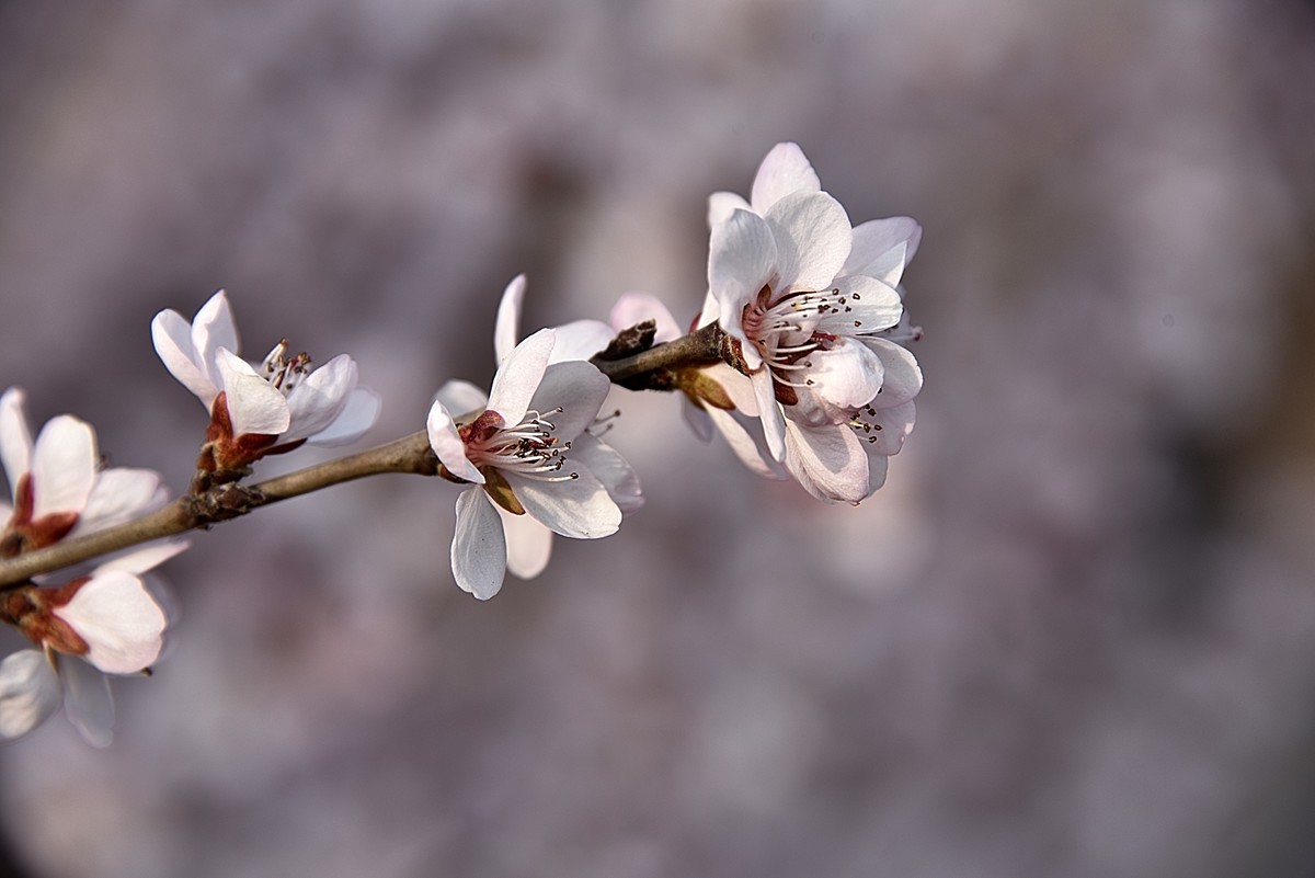 山桃花
