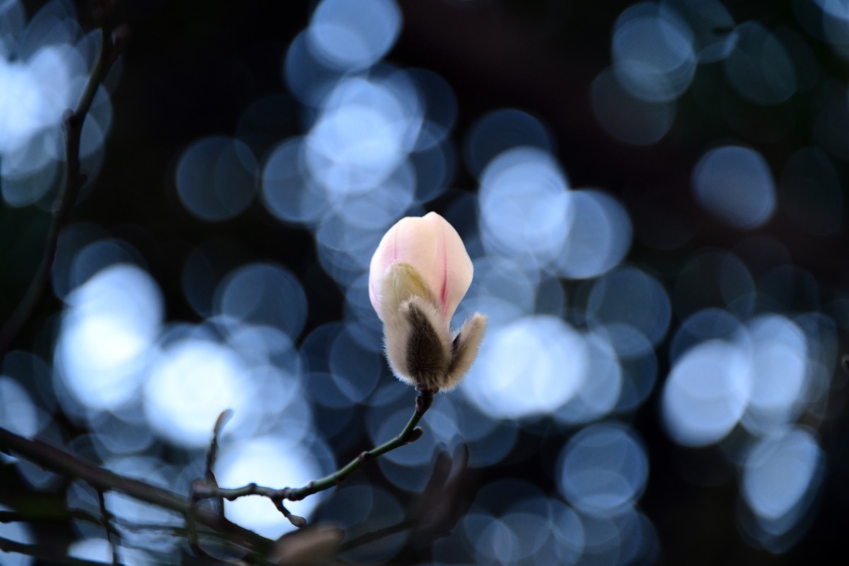 又到一年花開時-玉蘭花開