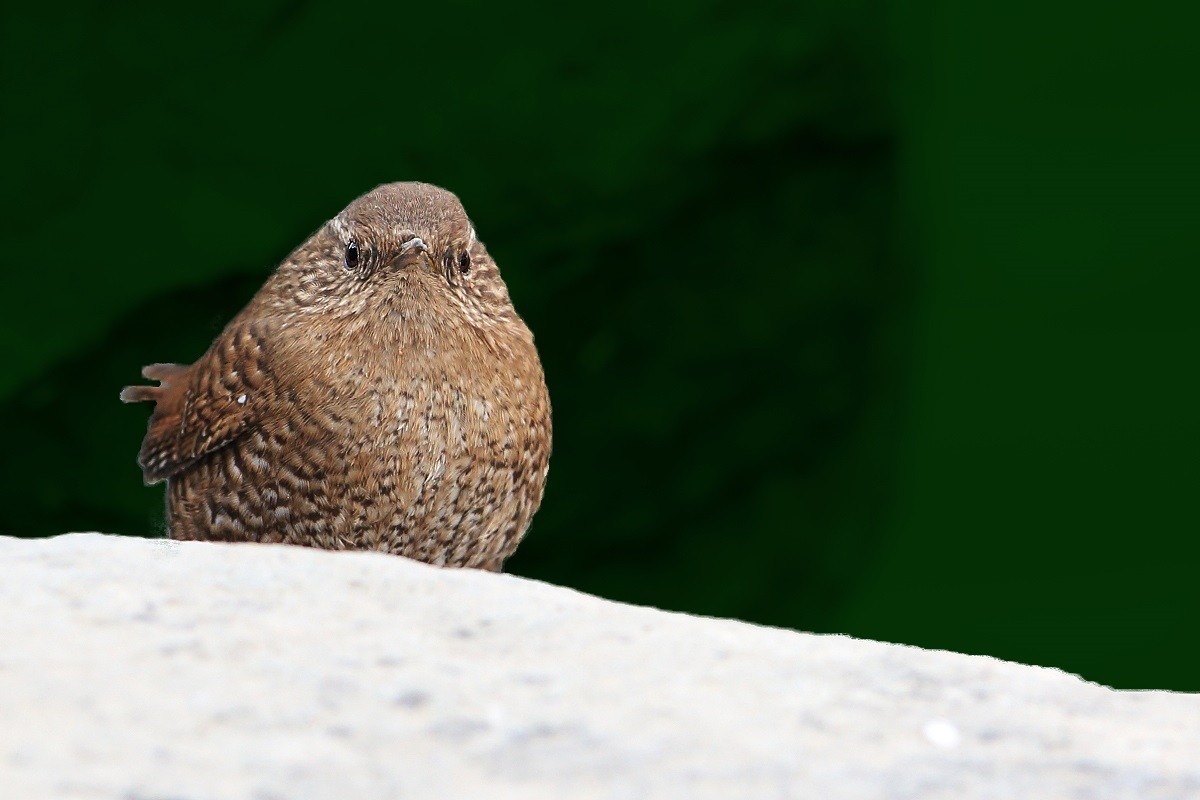 精神抖擞-小鹪鹩