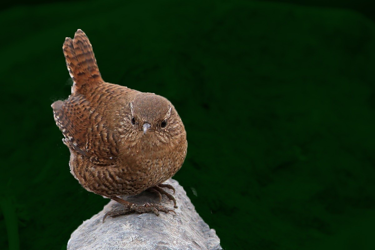 精神抖擞-小鹪鹩