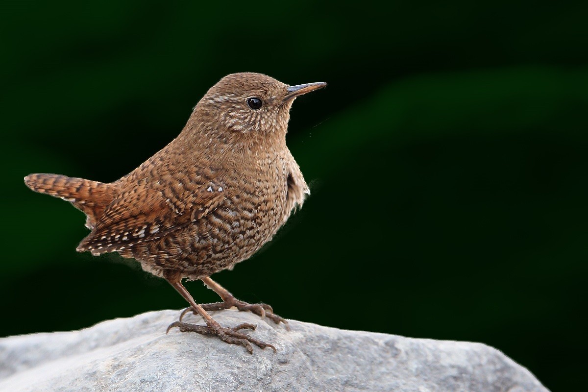 精神抖擞-小鹪鹩